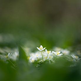 Bosanemonen in het vroege lentelicht van eusphotography