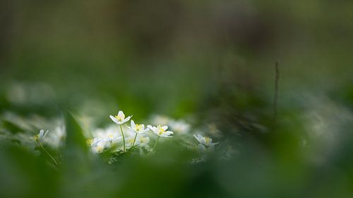 Bosanemonen in het vroege lentelicht van eusphotography