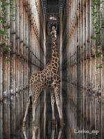 Verloren plaats Giraffe