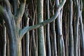 Haunted forest 25 by Sven-Erik Arndt