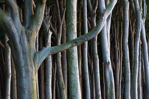 Forêt des fantômes 25