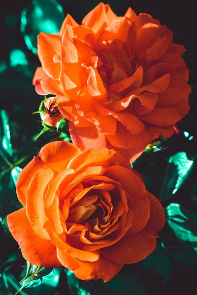 Les roses fleurissent par Steffen Gierok
