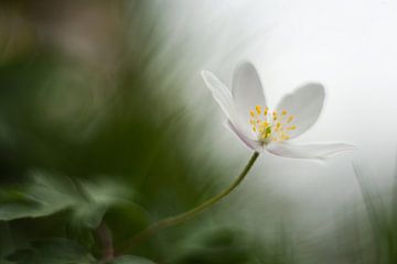 Wood anemone - Anemone nemorosa by Aukje Ploeg