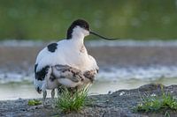 Under mother's wings