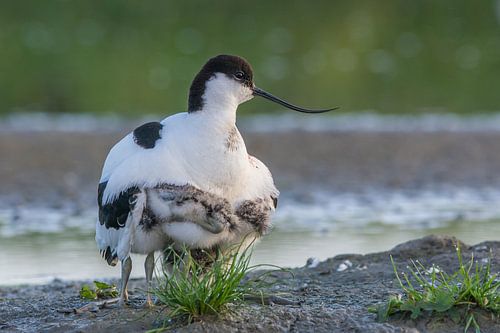 Sous les ailes de la mère