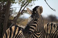 Portrait of Zebra in Etosha National Park