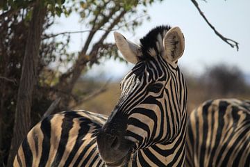 Portret van Zebra in Etosha National Park van Eline Sieben