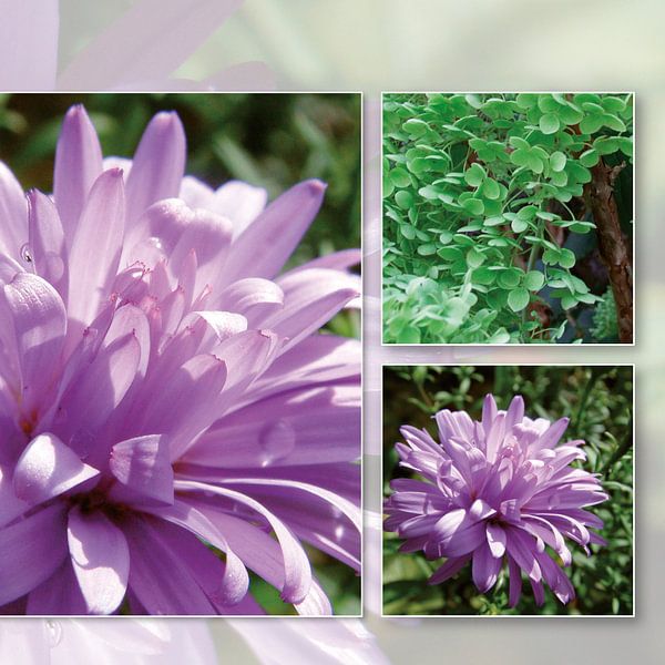 Blume lila von Irene Polak