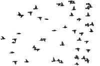 Flight to freedom - Minimalist starlings in black and white