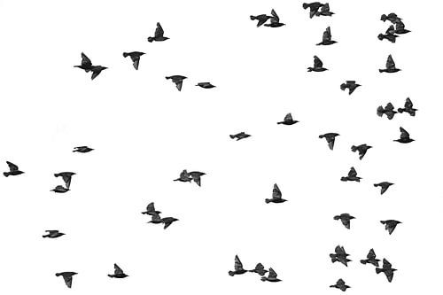 Flight to freedom - Minimalist starlings in black and white