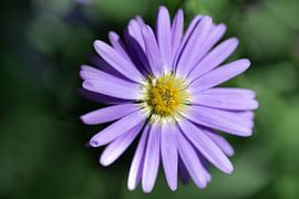 Bloeiende aster van Ulrike Leone