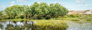 duinmeer in Het Noordhollands Duinreservaat van eric van der eijk