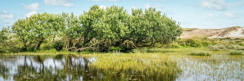 dune lake in the Noordhollands Duinreservaat by eric van der eijk
