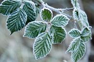 Groene bladeren met een laagje ijs van Schram Fotografie thumbnail