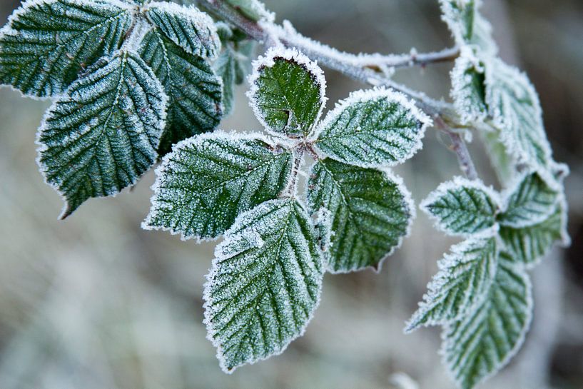 Groene bladeren met een laagje ijs van Schram Fotografie