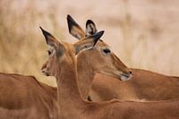 Impalas en Tanzanie
