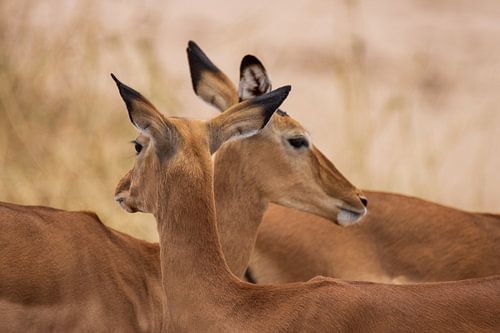 Impala's in Tanzania