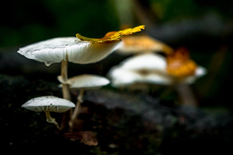 Paddenstoelen in het bos van Dirk van Egmond