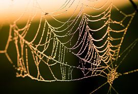 regenboog spinnenweb by marco voorwinden