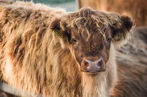 Schottisches Highlander-Kalb