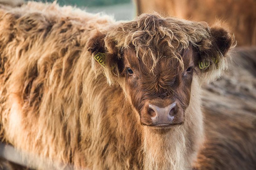 Schotse hooglander kalfje van Rosalie Oosterom