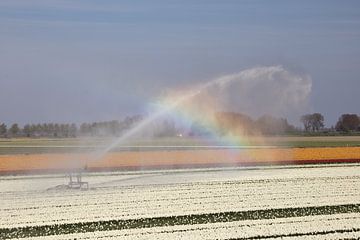 Bewässerung bei großer Trockenheit verursacht einen Regenbogen von W J Kok