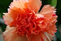 Anjer 
