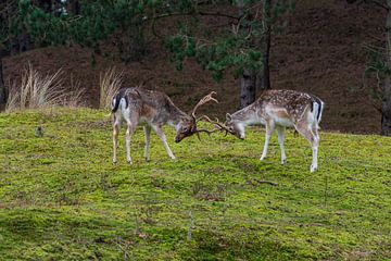 Fallow deer AWD by Merijn Loch