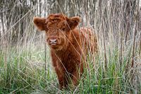 neugieriges Kalb