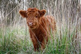 curious calf by Wouter Vroom
