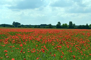 Poppy Field by Peter Schmidt