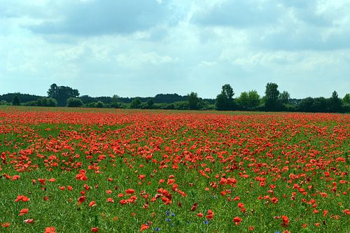 Poppy Field