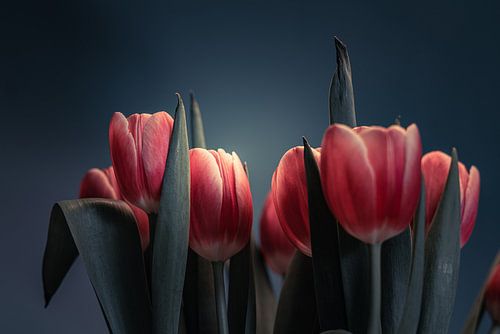 Stilleven van Hollandse tulpen