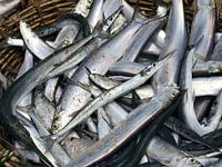 Fish in basket sri lanka