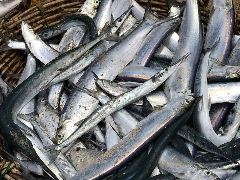 Fish in basket sri lanka by stephanie van gent