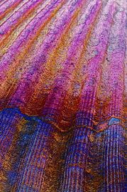 Shell in Pink von De Rover