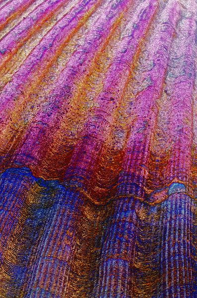 Shell in Pink by De Rover
