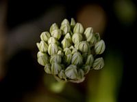 allium