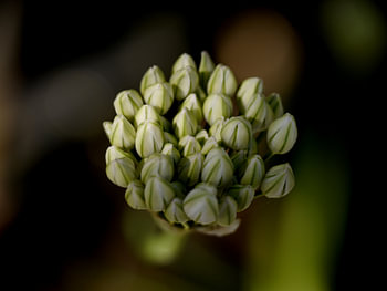 allium