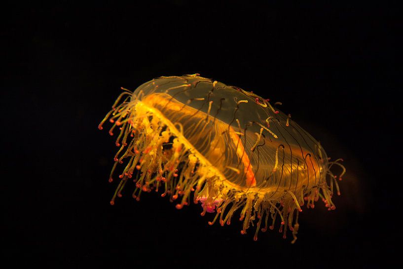 Suspended jellyfish by Thijs Kupers
