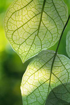 Transparent leaves in the sunlight by Poster Art Shop