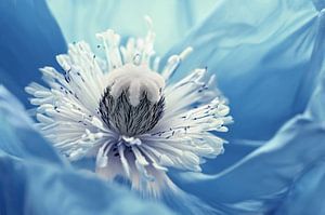 Mohnblume
