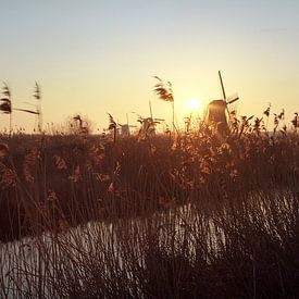Kinderdijk windmills panorama by Angel Flores