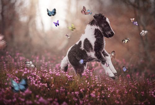 Ollie the foal on the butterfly heath