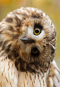 Head of a Short-eared Owl by Ruurd Jelle Van der leij