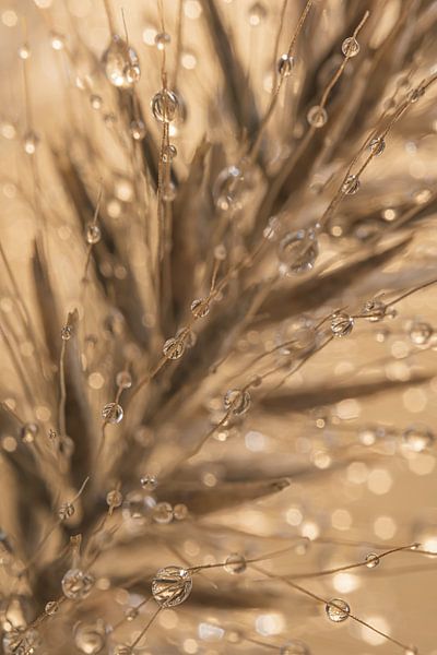 Drops to grass ears in shades of grey - brown by Marjolijn van den Berg