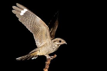 European Nightjar, Caprimulgus europaeus von AGAMI Photo Agency