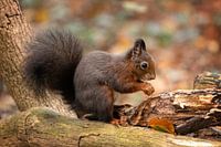 Eichhörnchen im Wald mit Herbstfarben.