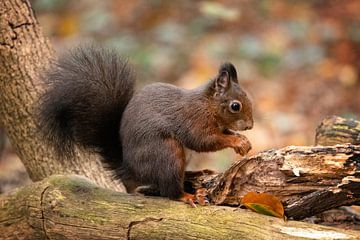 Eichhörnchen im Wald mit Herbstfarben.