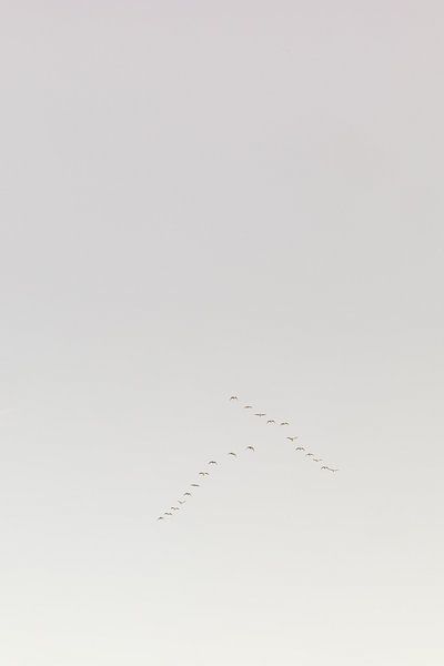 Ganzen in V-vorm hoog in de lucht | Nederland | Natuurfotografie | van Marika Huisman fotografie